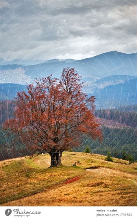 Lone Tree In Autumn Mountains A Royalty Free Stock Photo From Photocase