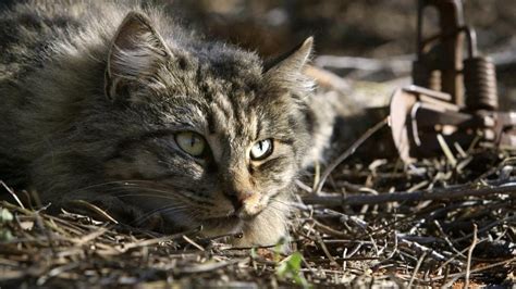 Feral Cats Declared A Pest In Wa To Protect Native Species Countryman