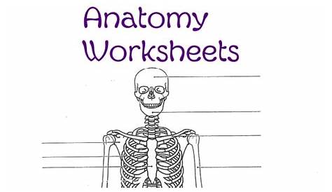 human anatomy worksheet