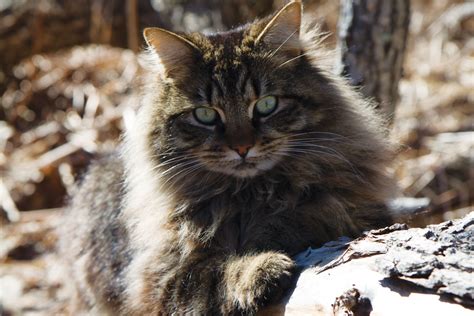 What makes mycatshop different from other catteries to buy cats for sale in india? The Maine Coon Cat | Down East Magazine