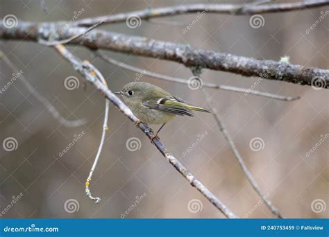 Ruby Crowned Kinglet Resting In Woods Stock Image Image Of Crowned