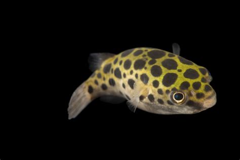 Photo Ark Green Spotted Pufferfish National Geographic Society