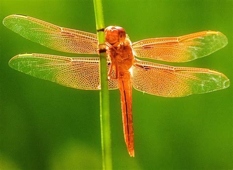 Orange Dragonfly Butterflies Mothsdragonflies Pinterest