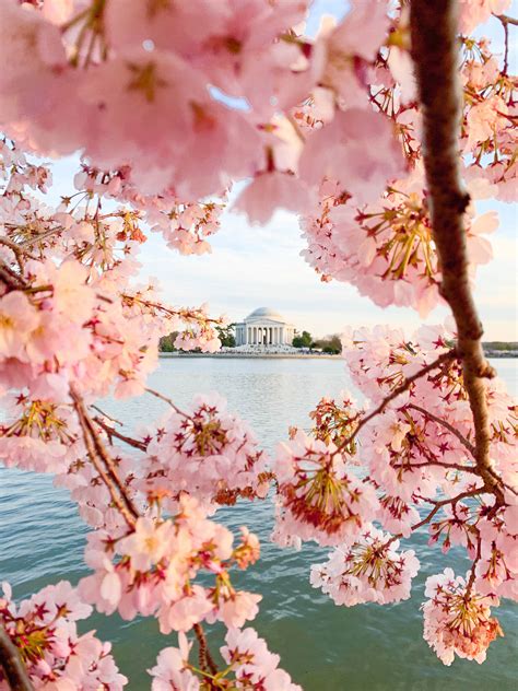 Washington Dc Cherry Blossoms What The Cherry Blossom Bloom Can