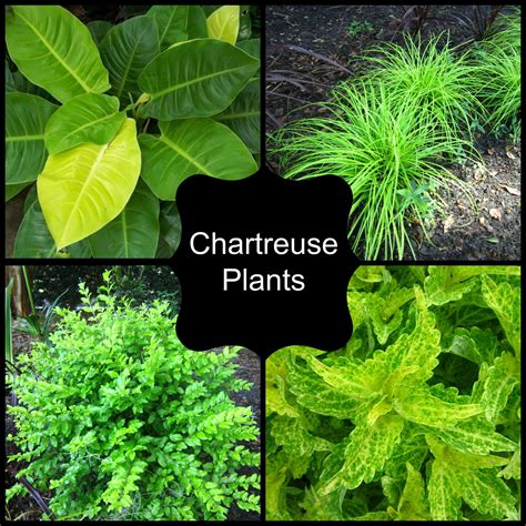 Chartreuse Plants - Miss Smarty Plants