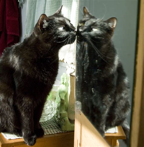 Daily Photo Reprise Who Is That Kitty In The Mirror 2013 ~ The Creative Cat