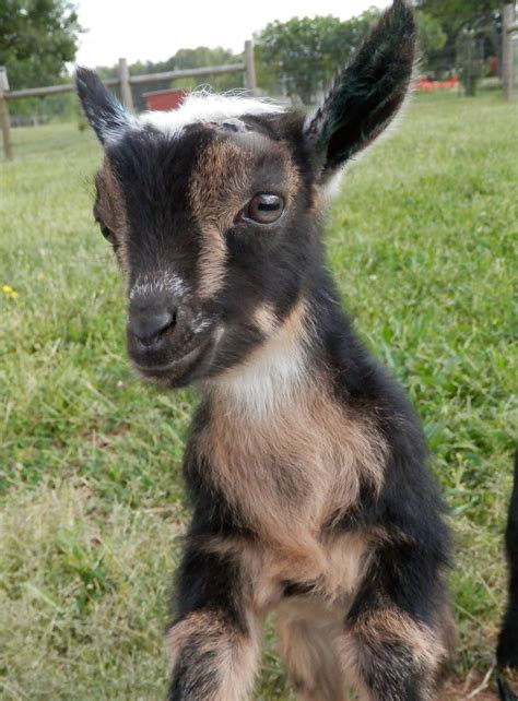 Miniature Nigerian Dwarf Goats Artofit