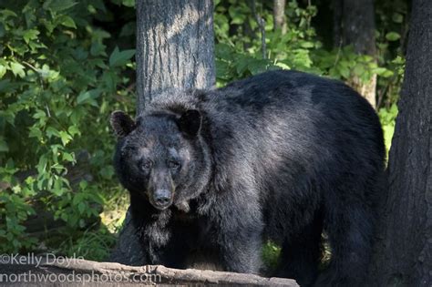 American Black Bears In Minnesota North Woods Photos Black Bear