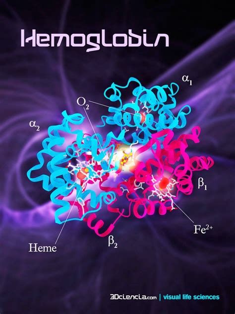 Glycated Hemoglobin Bound To 4 Oxygen Molecules Medical Studies
