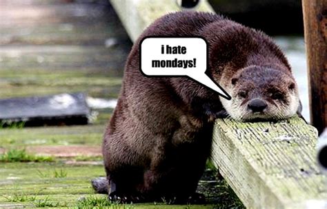 Otter Funny Animal Humor Photo 20223896 Fanpop