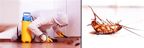 Cockroach Control Singapore Rapid Pest Control
