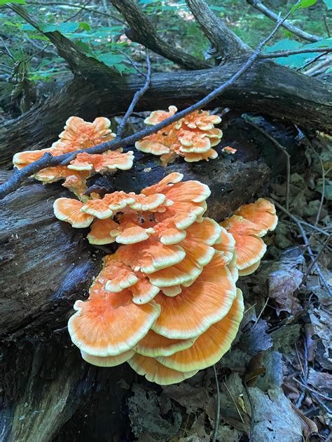 Finally Found Some Here In Northern Michigan Mycology