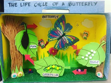 D Butterfly Life Cycle Craft Mobitool