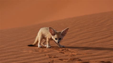 Western Sahara Rare Mammals Tour Mammalwatching Sand Cats Fennec