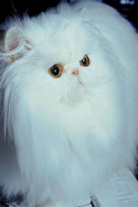 Lady Elegant Persian Long Haired Cats Persian Cat White Cats