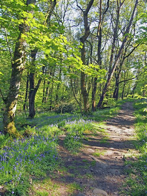 Bluebell Path Photograph By Philip Openshaw Fine Art America