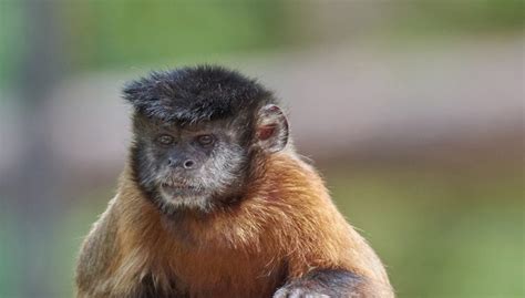 Capuchin Monkey Breeds Facts Weight Size Diet And All Information A Z