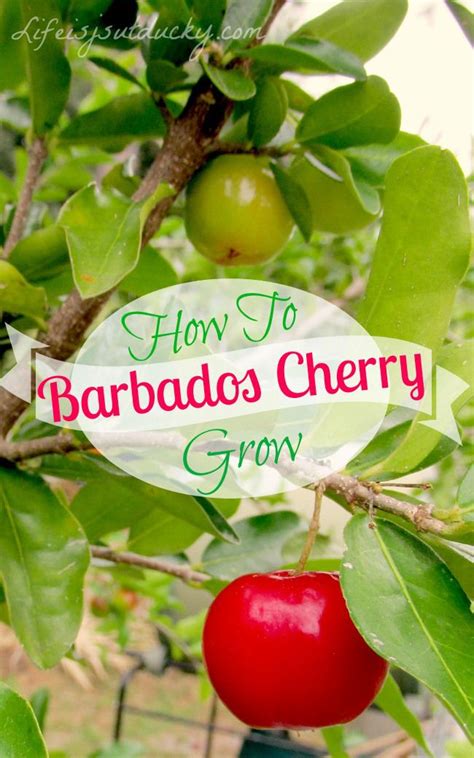 How To Grow Barbados Cherry Growing Fruit Trees Acerola Edible