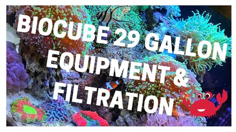 Equipment And Filtration Biocube 29g Saltwater Aquarium Youtube