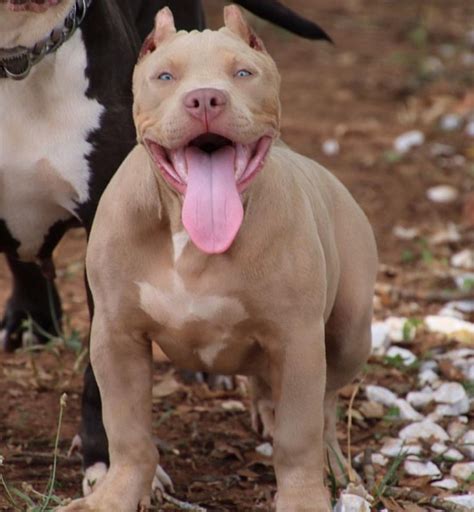 Bloodlines are eli/colby and royale. Xxl Bully Puppies For Sale Cheap | Top Dog Information