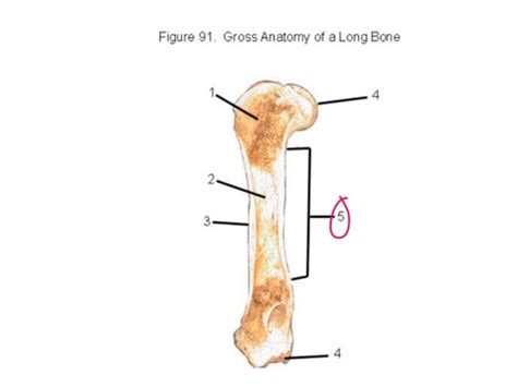 Gross Anatomy Of Long Bone Flashcards Quizlet