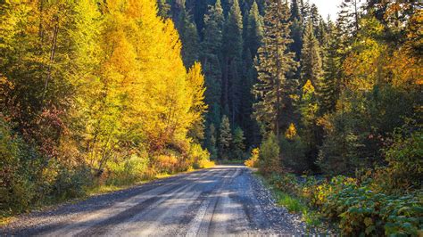 Download Wallpaper 1920x1080 Road Forest Trees Autumn