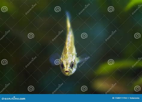 Ninespine Stickleback Pungitius Pungitius Tiny Freshwater Wild Fish