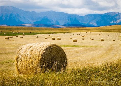 Wheat Fields Field Mountains