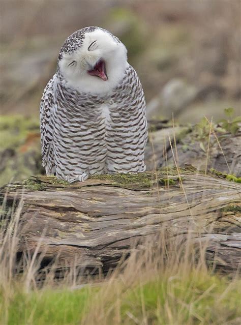 Owl Yawn By Duke Coonrad On 500px Leuk Plaatjes Van Uilen Uil