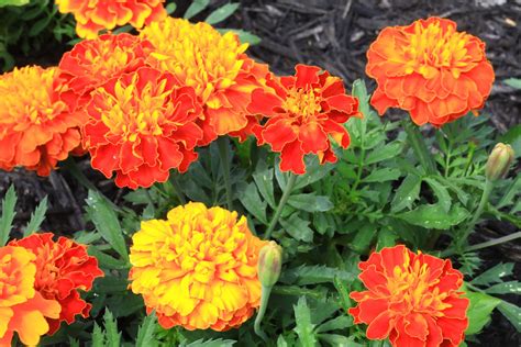 Flowers That Bloom In May And June 17 Best Perennials That Offer Long
