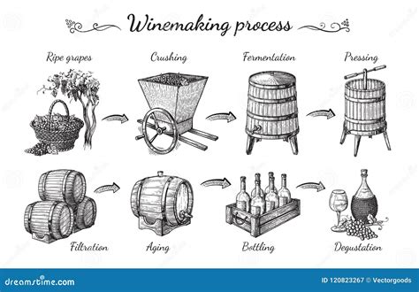 Process Of Wine Production Stock Vector Illustration Of Process
