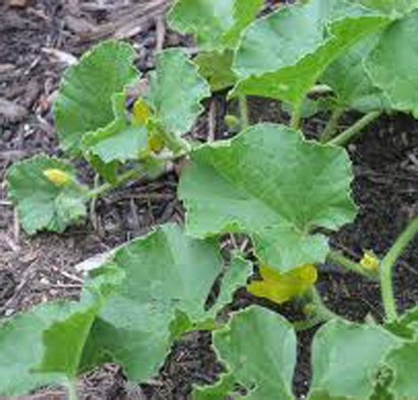 Any of the nitrogen not absorbed by the legume is released into the nearby soil as the plant decomposes, thereby becoming available to nearby companion plants. Growing Melons