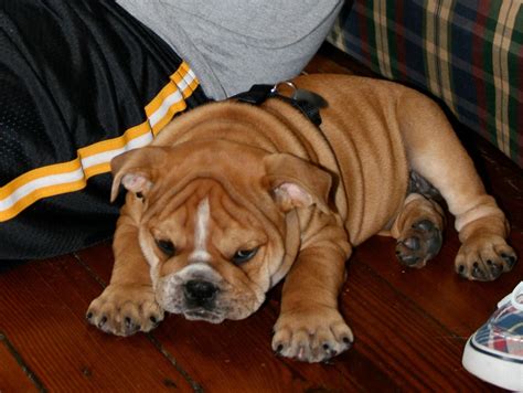 bulldog puppy for grad school :) | Bulldog puppies, Bulldog, Puppies