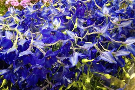 Noto come fiore di campo, originariamente, era una pianta infestante e selvatica che amava spennellare il colore. Delphinium - Lombarda Flor