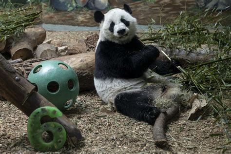 The Only Giant Panda Twins In The Us Celebrate Sixth Birthday Zoo