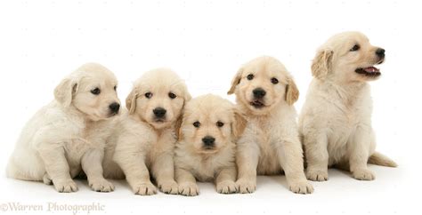 Dogs Five Golden Retriever Puppies In A Row Photo Wp14072