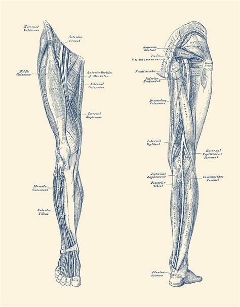 Leg Muscular System Dual View Vintage Anatomy Print Drawing By