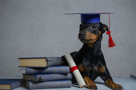 Dog Graduation Over 1672 Royalty Free Licensable Stock Photos