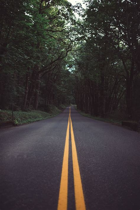 Hd Wallpaper Road Surrounded By Trees One Point Perspective Photo Of