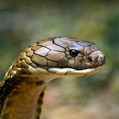 Cobra King Snake Wallpapers Kobra Animal Reptil