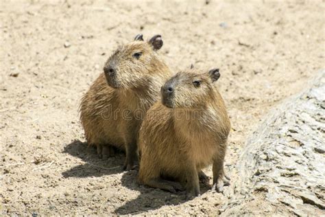 124 Two Capybaras Stock Photos Free And Royalty Free Stock Photos From