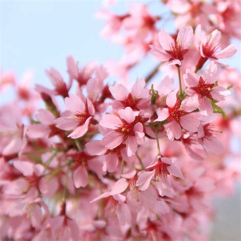 Peak Bloom Cherry Blossoms Princess Ruto Flickr