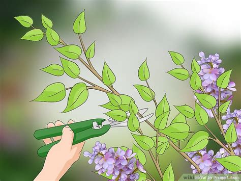 How To Prune Lilacs 9 Steps With Pictures Wikihow