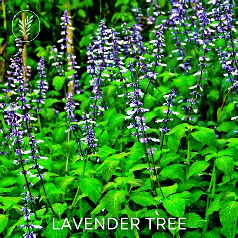 Lavender Tree Guide Varieties Care And Tips For Healthy Plants