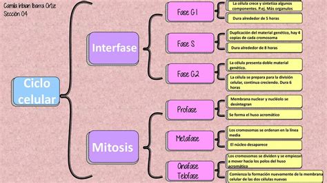 Res Menes De Ciclo Celular Descarga Apuntes De Ciclo Celular