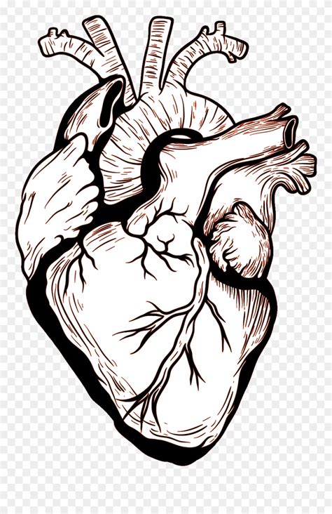 Desenhos De Coração Humano Desenhos De Coração Humano Para Desenhar