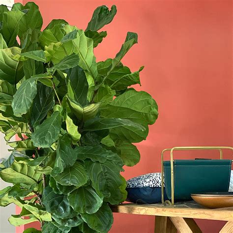 Fiddle Leaf Fig The Greenery Garden And Home Heidelberg