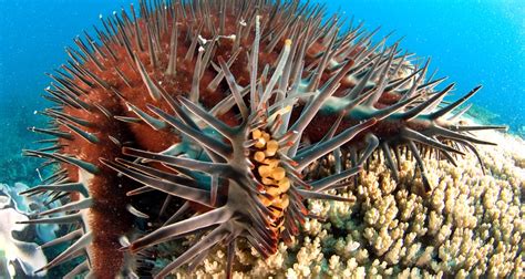 Cotsbot To Hunt Down Menacing Crown Of Thorns Starfish In