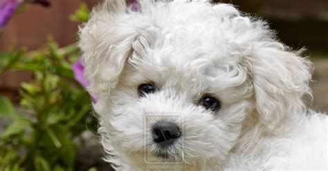 Rules of the Jungle: Bichon Frise puppies