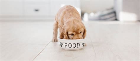 Walmart.com has been visited by 1m+ users in the past month The Best Dog Food for Sensitive Stomachs (Review) in 2021
